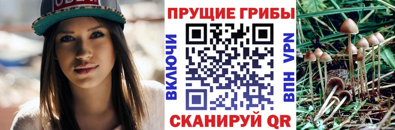 Псилоцибиновые грибы мицелий  купить наркотики сайты  Суворов 
